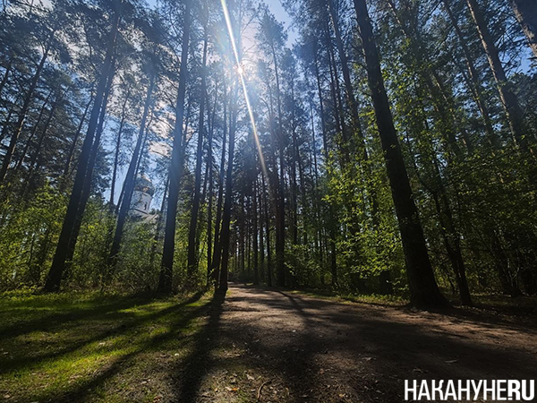 Лес(2026)|Фото: Накануне.RU
