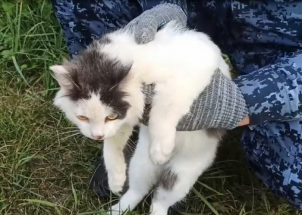 Задержание кота-наркокурьера, который был пойман на входе в исправительную колонию №17 в Нижегородской области(2026)|Фото: пресс-служба ГУФСИН России по Нижегородской области