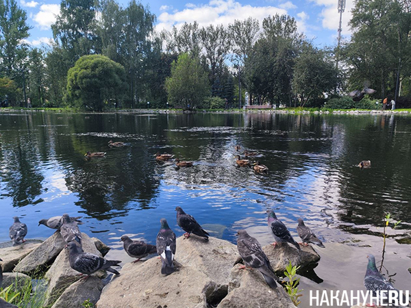Дендропарк на улице Первомайской в Екатеринбурге(2026)|Фото: Накануне.RU Дендропарк на улице Первомайской в Екатеринбурге(2026)|Фото: Накануне.RU