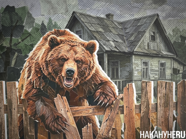 Коллаж, медведь стоит за забором перед дачным участком(2026)|Фото: Накануне.RU Коллаж, медведь стоит за забором перед дачным участком(2026)|Фото: Накануне.RU