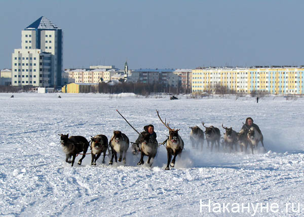 надым день оленевода гонки на оленьих упряжках | Фото: Накануне.ru