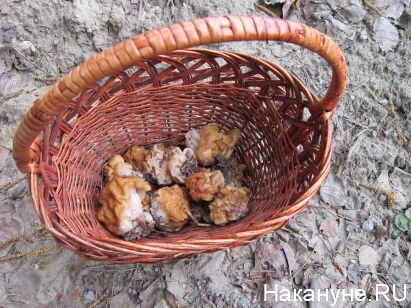 корзинка с грибами сморчки|Фото: Накануне.RU