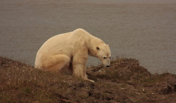 белый медведь янао остров белый(2012)|Фото: правительство.янао.рф