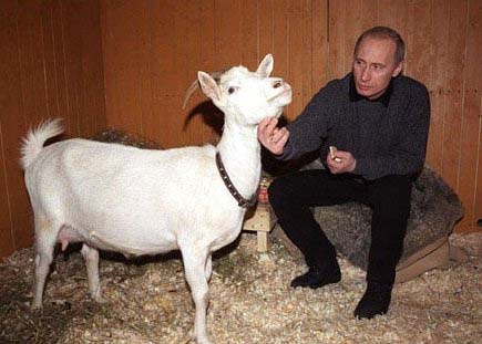 путин, коза сказка, подарок лужкова | Фото: animal.ru