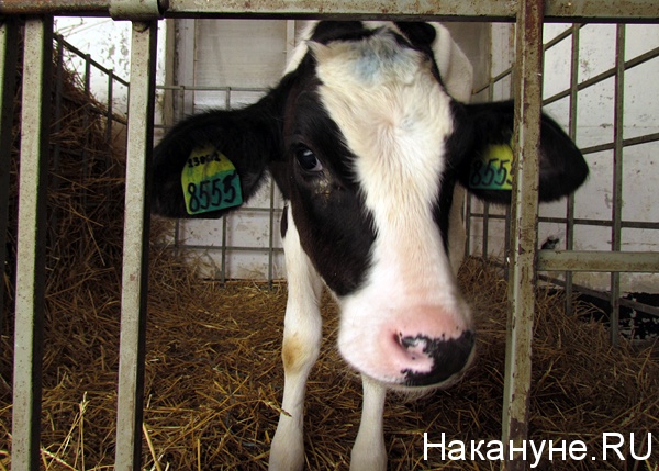 ферма молоко корова|Фото: Накануне.ru
