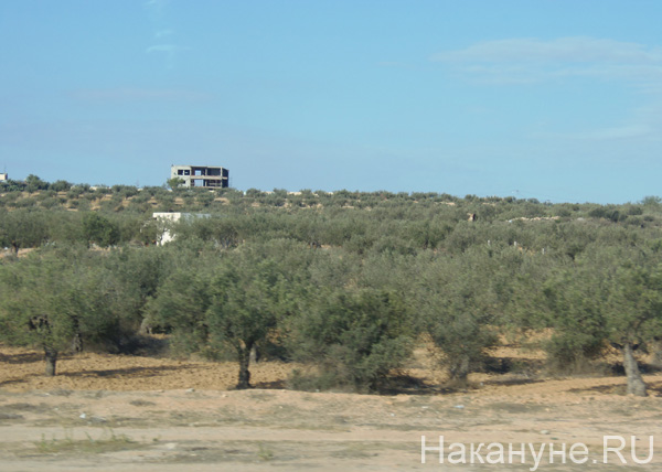 Тунис, оливковая роща | Фото: Накануне.RU