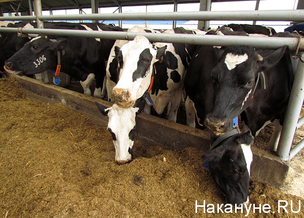 корова ферма молоко(2013)|Фото: Накануне.ru