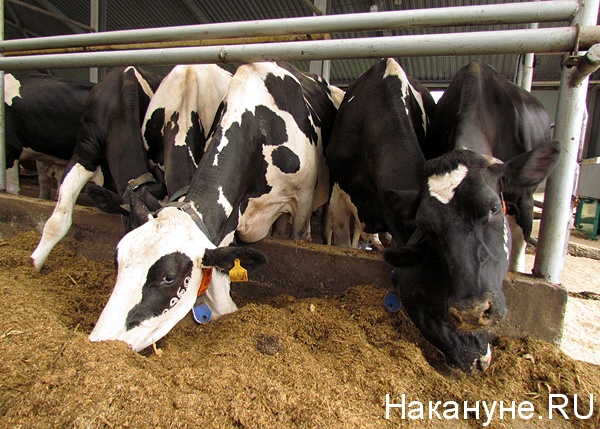 корова ферма молоко(2013)|Фото: Накануне.ru