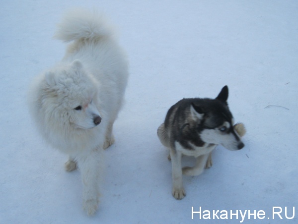 хаски самоед собаки(2014)|Фото: Накануне.RU