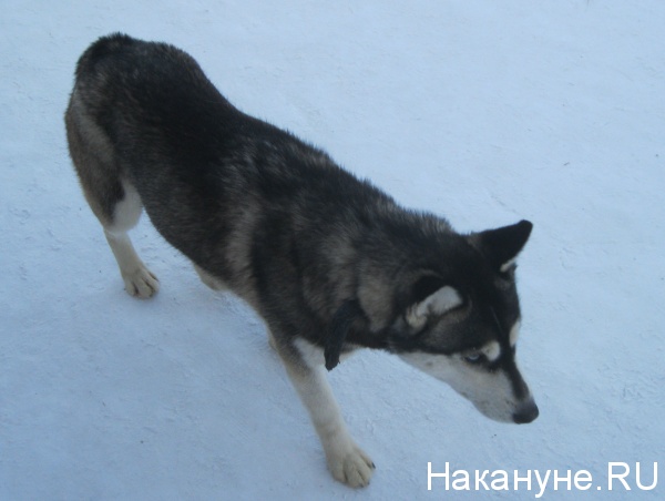 хаски собака(2014)|Фото: Накануне.RU