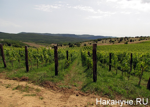 сельское хозяйство виноград лоза|Фото: Накануне.ru