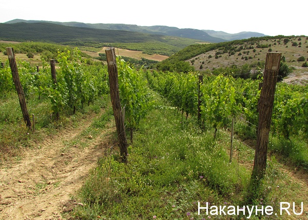 сельское хозяйство виноград лоза(2014)|Фото: Накануне.ru