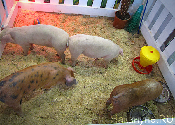 Агропромышленный форум, выставка, свиньи|Фото: Накануне.RU