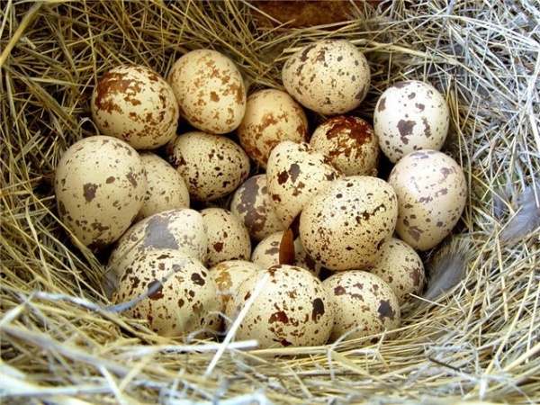 перепелиные яйца|Фото: