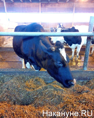 СК "Колос", ферма, коровы(2014)|Фото: Накануне.RU