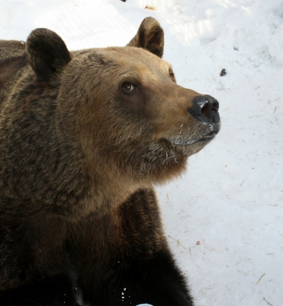 Бусинка, медведица|Фото:пресс-служба челябинского зоопарка