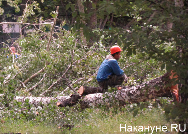 Парк Коммунаров, вырубка деревьев, Вечный огонь|Фото: Накануне.RU