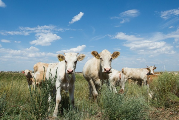 поле коровы|Фото: gubernator74.ru