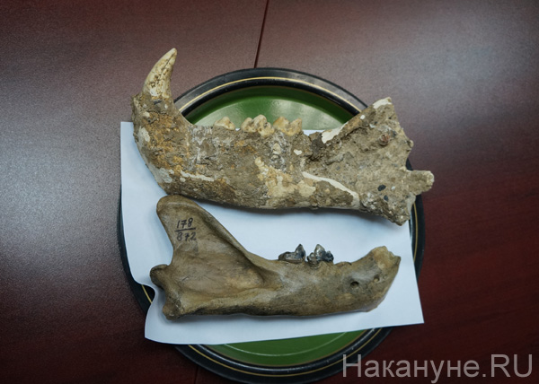 Палеонтологические находки Уро РАН|Фото: Накануне.RU