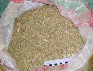 марихуана трава изъятие Шадринск|Фото: УФСКН России по Курганской области