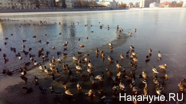 утки, птицы, городской пруд|Фото: Накануне.RU