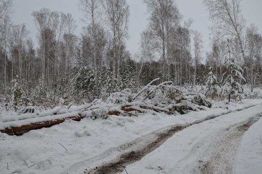 вырубка леса в Красноармейском районе|Фото: onf.ru