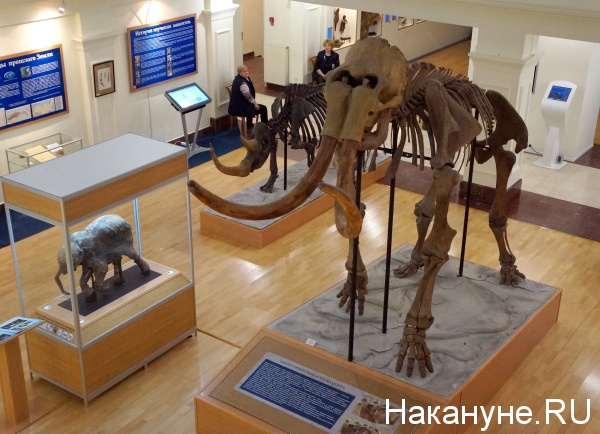 музей МВК имени И.С. Шемановского, выставка Полярный круг человечества, Салехард, мамонтенок Люба, мамонт, носорог|Фото:
