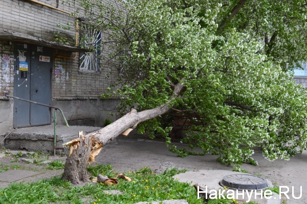 поваленное дерево Курган, Орлова, 5 упавшее дерево|Фото:Накануне.RU