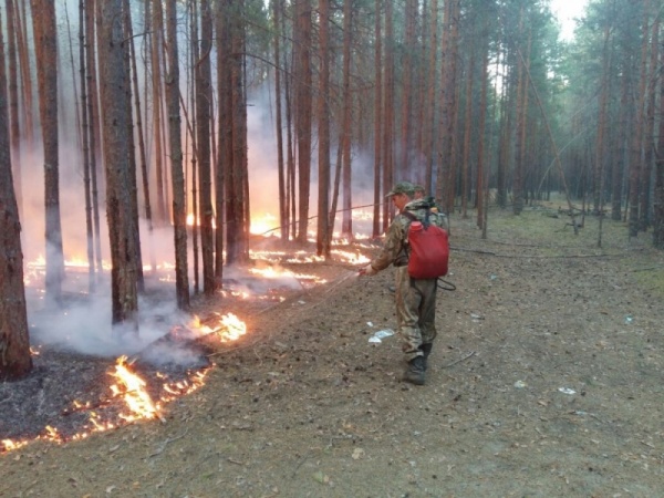 пожар, лесной пожар, огонь, пожарные|Фото: ГУ  МЧС по СО