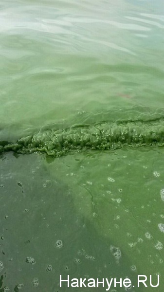 Белоярское водохранилище, водоем, зеленая вода, загрязнение|Фото: Накануне.RU